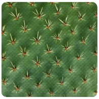 Badematte Kaktus 53 x 53 cm